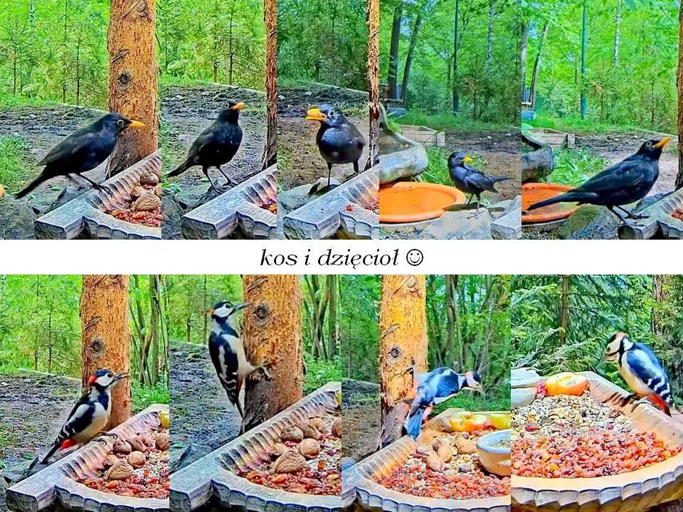 livebirdspoland_ce0fa68c08cc98d7d6da98c56b750d72.jpg
