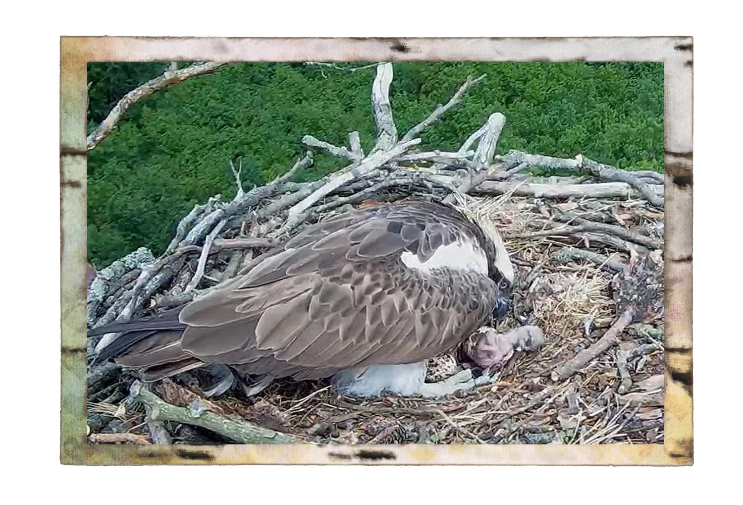 livebirdspoland_ec2a13f7d23092a7c0fcfc8dd9861c22.jpg