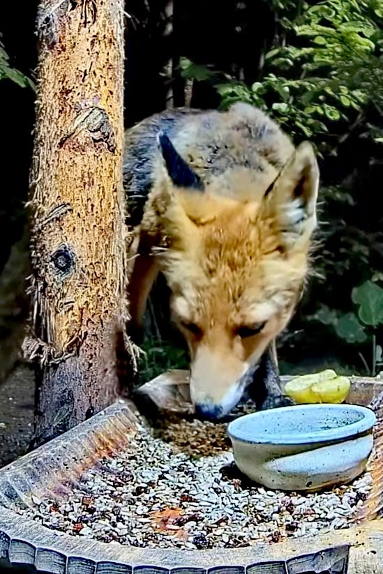 livebirdspoland_e59687e80ef35a58d8e1c5e0e1c8b274.jpg