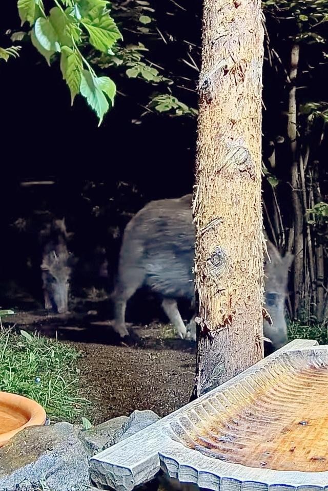livebirdspoland_ae481c5dd1f7610b0872c82ae79d3457.jpg