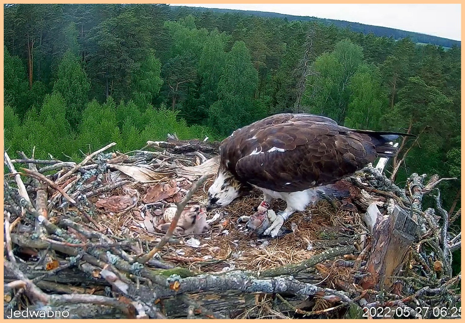 livebirdspoland_9b71b4232a06c673a5407e6f46c62887.jpg