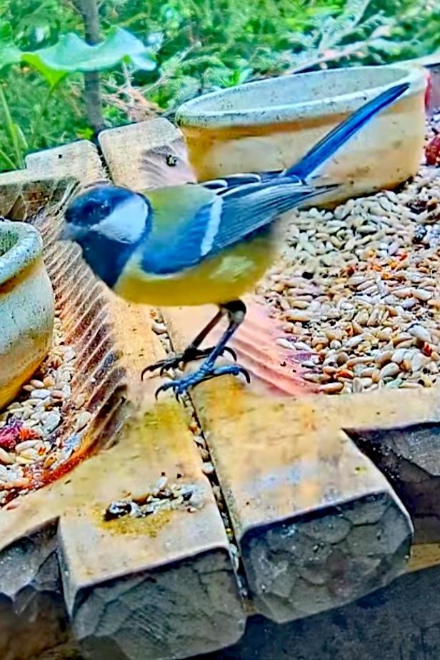 livebirdspoland_0be577aab76bf0d9118f051915fbb5b1.jpg