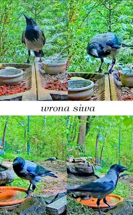 livebirdspoland_ab93d1618c6aa2ee5ca9ae151945238e.jpg