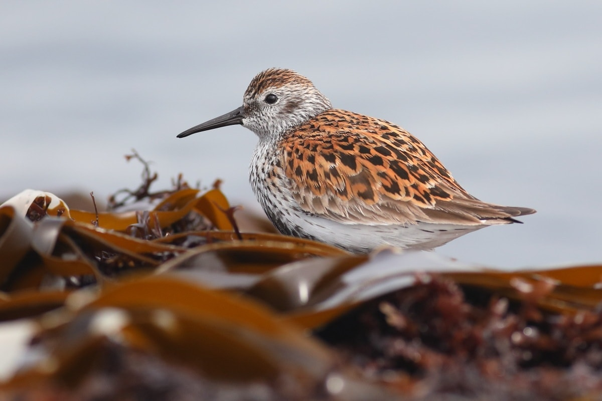 livebirdspoland_e1132f0e53d664b54f6c6acbcca07261.png
