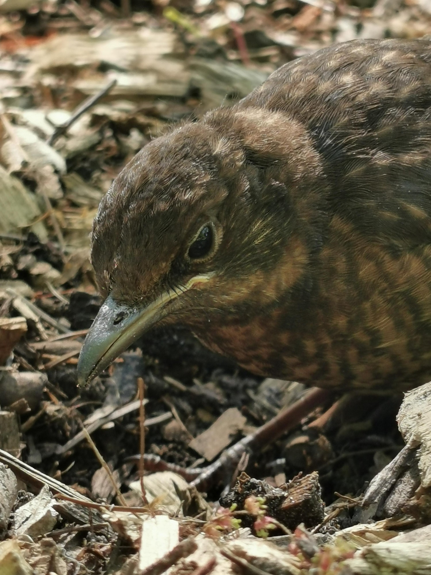 livebirdspoland_28da7807373c85540a78cb46288984b6.jpg