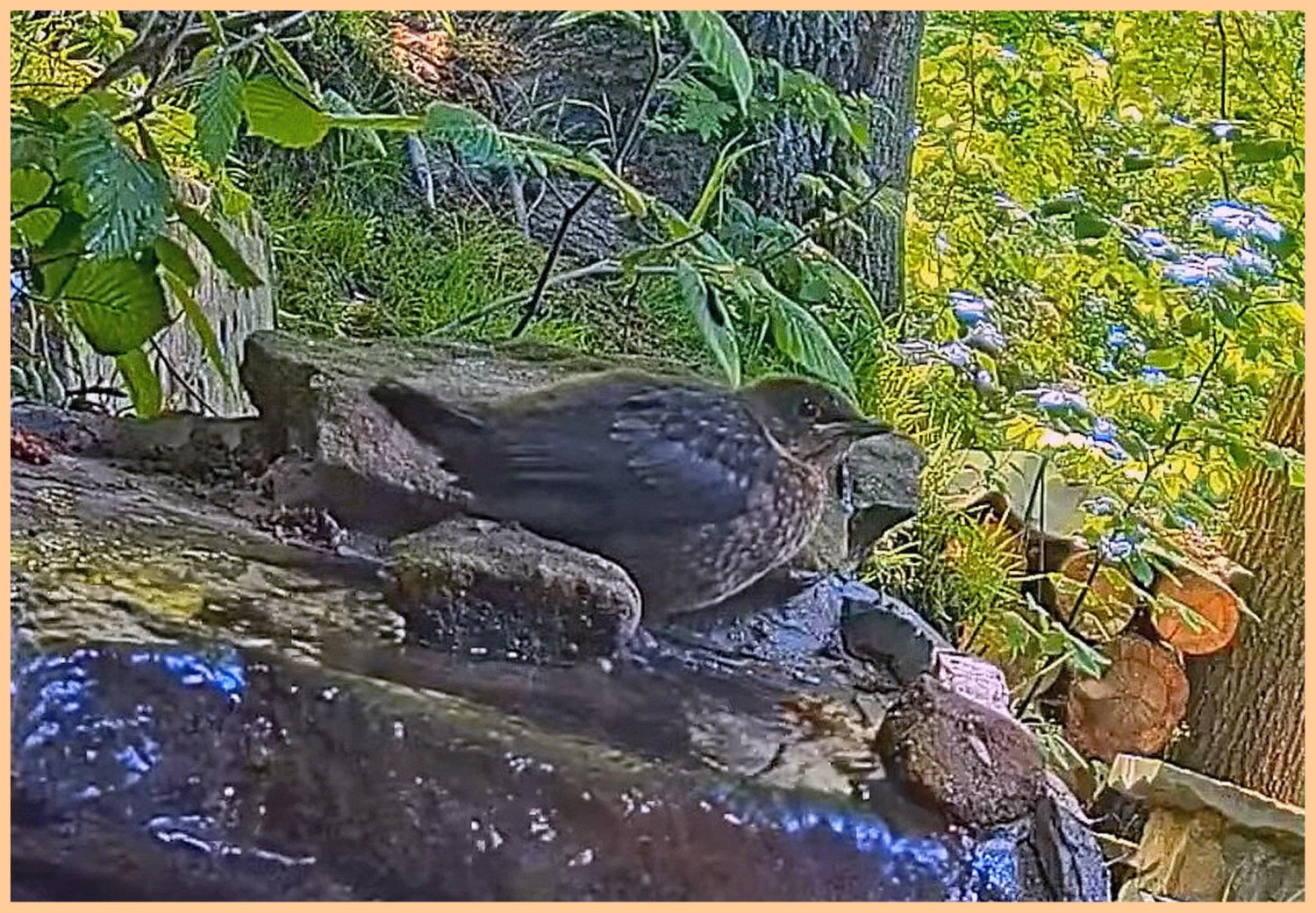 livebirdspoland_81e6ae4879c94fc1540709b968150521.jpg