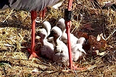 livebirdspoland_b2ad5017fbec5e5b445d892538bcd6a4.jpg