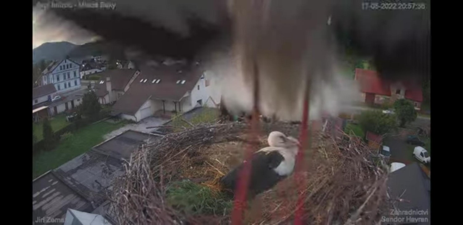 livebirdspoland_28f76ea46506cd021c83a2e4d120af7c.jpg
