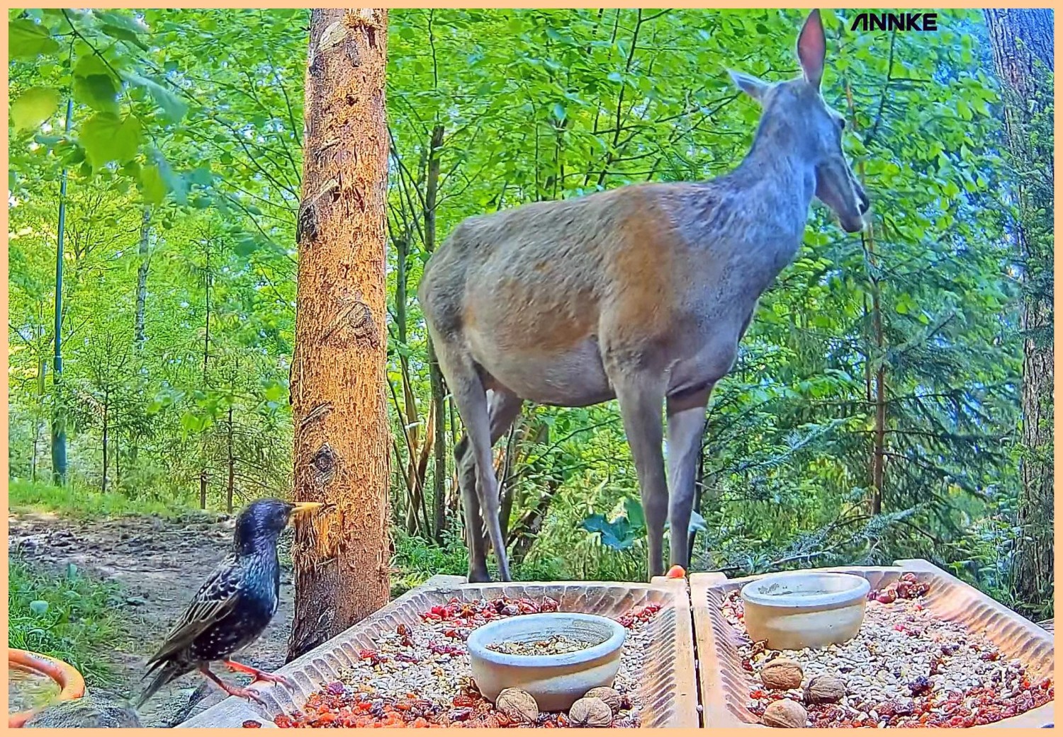 livebirdspoland_0c88ea566d2f01513fa13b039a1cf7b6.jpg