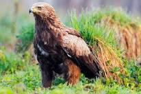 livebirdspoland_b215dc65b9ee1369d9c79d669185de7a.png