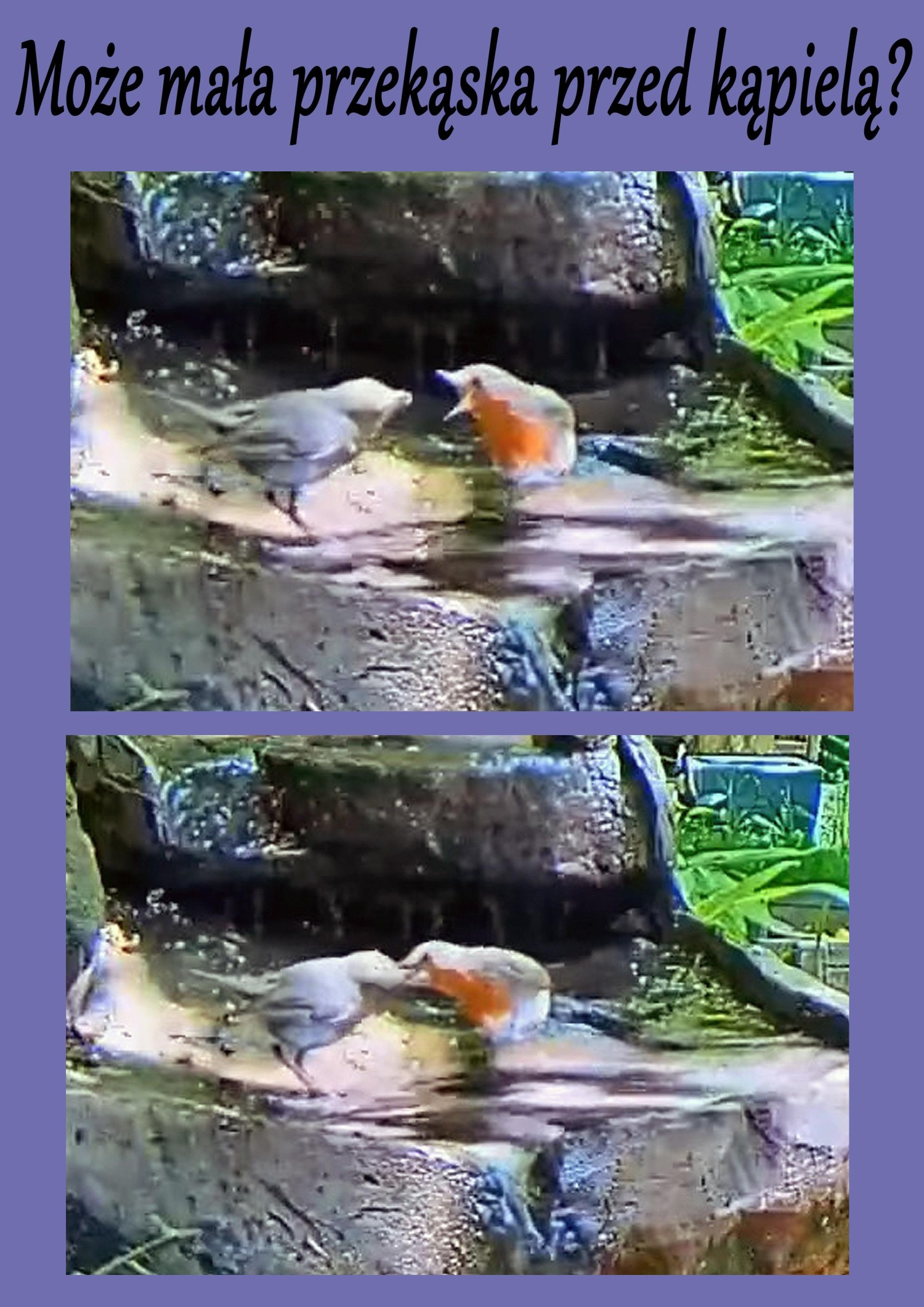 livebirdspoland_ecd7e8b93edc95094e53bc5b1e425b51.jpg