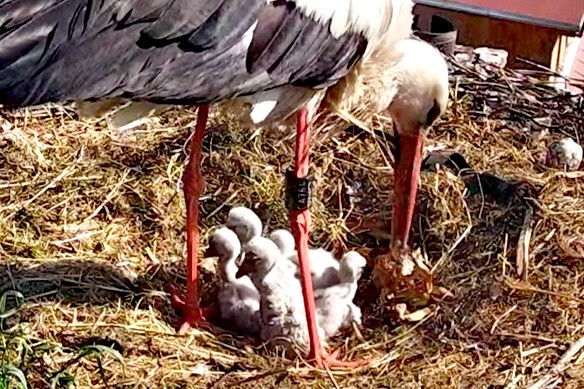 livebirdspoland_d55f0bc6aebd0aecebb44f682eca6ca4.jpg
