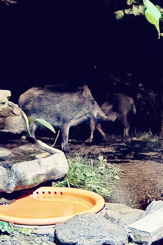 livebirdspoland_557c88ebf473c8a59d8938c83679547f.jpg