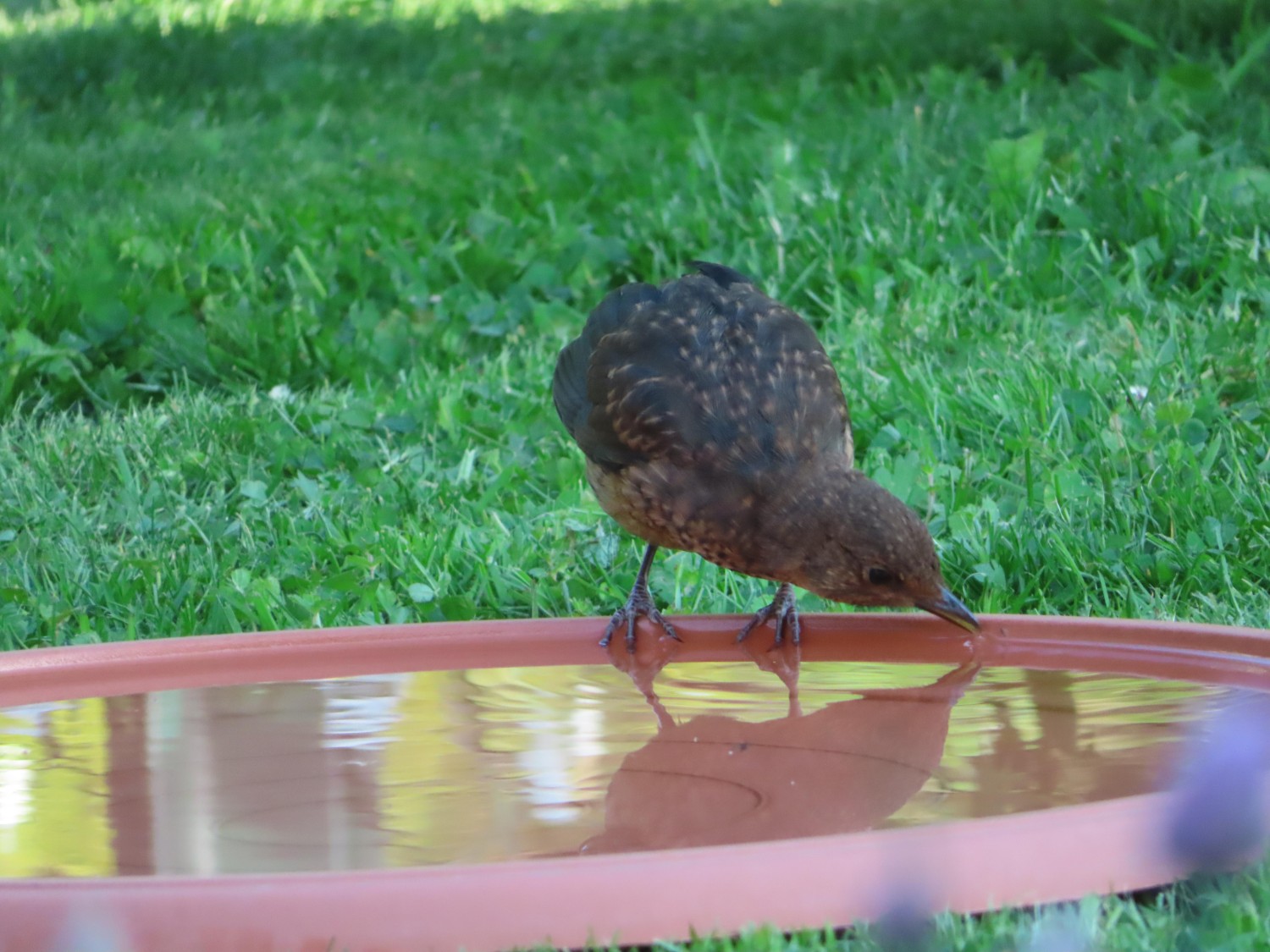 livebirdspoland_e9c7fecef932cfb2c2e27515d07ea960.jpg