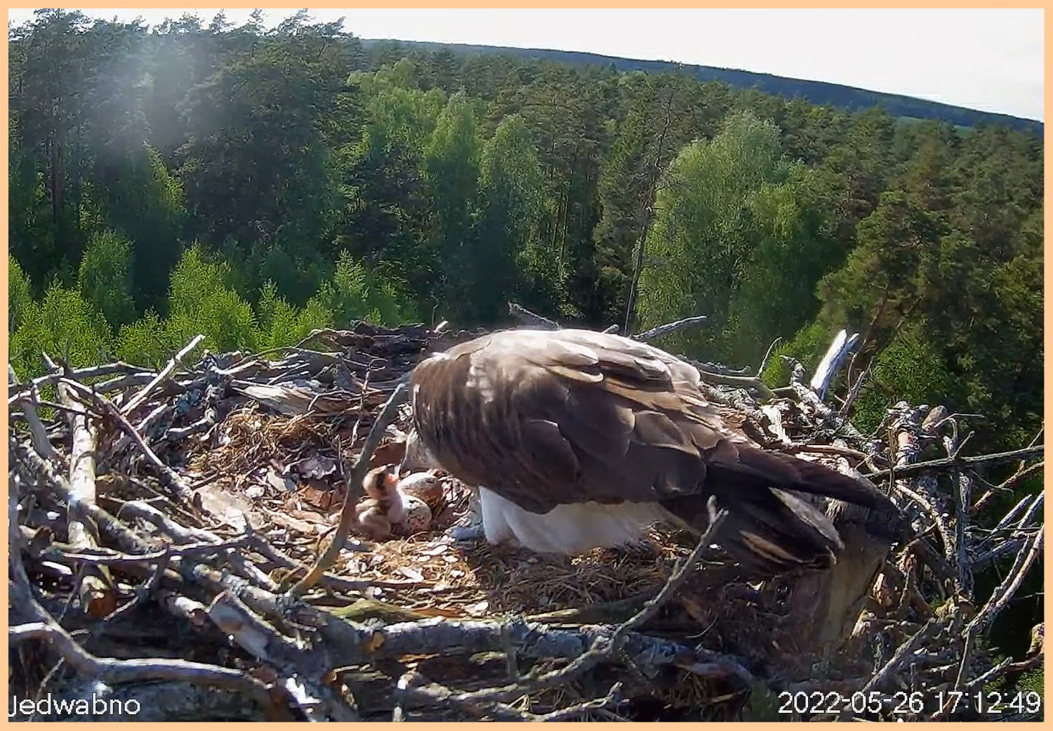 livebirdspoland_14760637ce49cdec06e3ba799bebce66.jpg