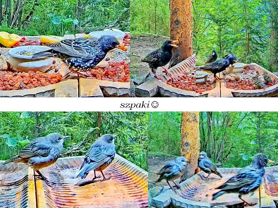 livebirdspoland_e3ae10c23eb2e4ecde00f2bbe64b0e09.jpg