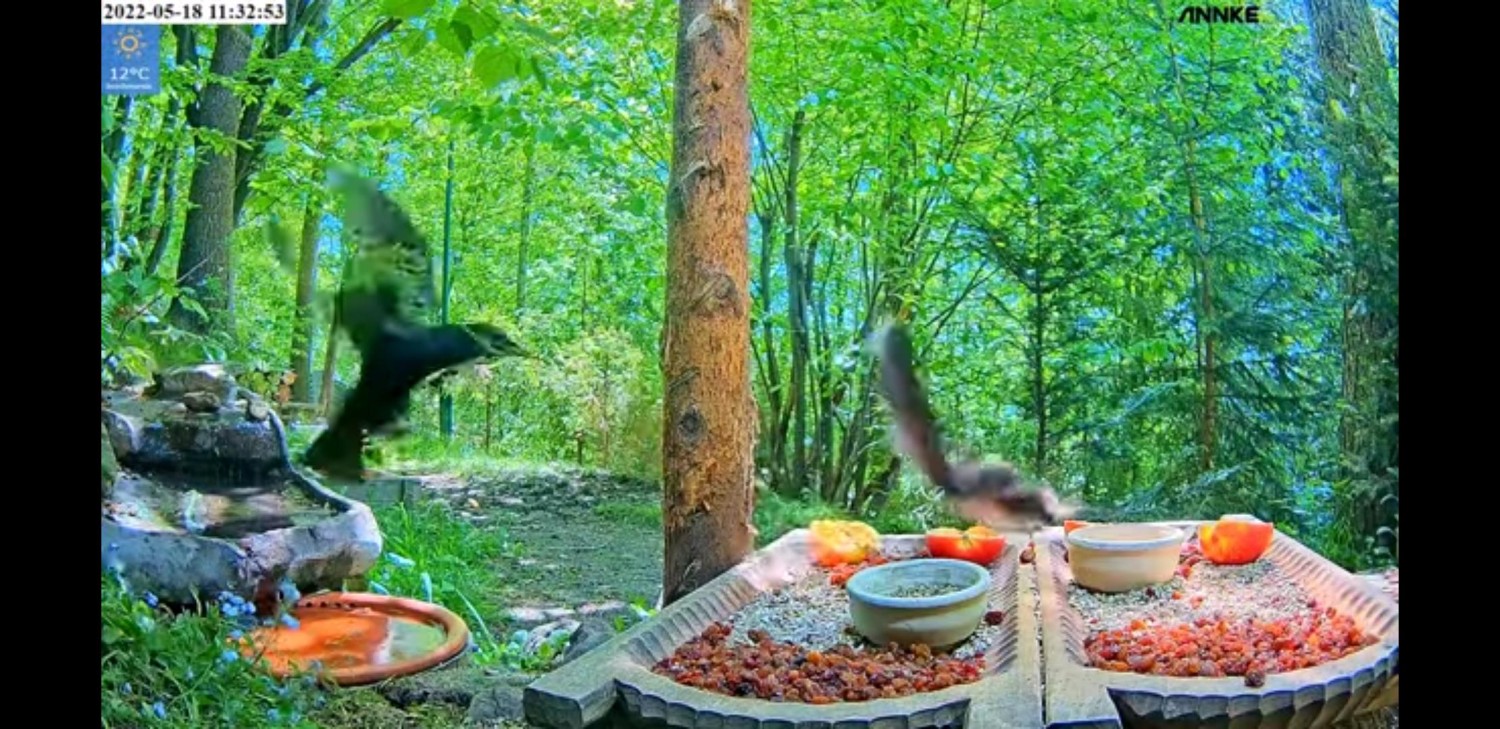livebirdspoland_d4bdc17f45bfc40abd9d9261dba15b44.jpg