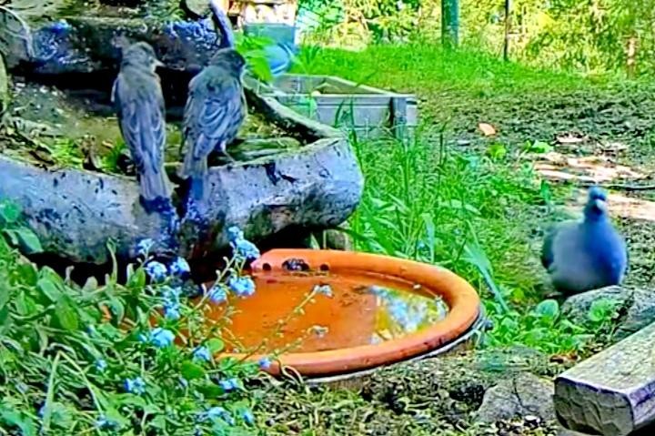 livebirdspoland_01b023ac6ec18d281c809311d2f813bd.jpg