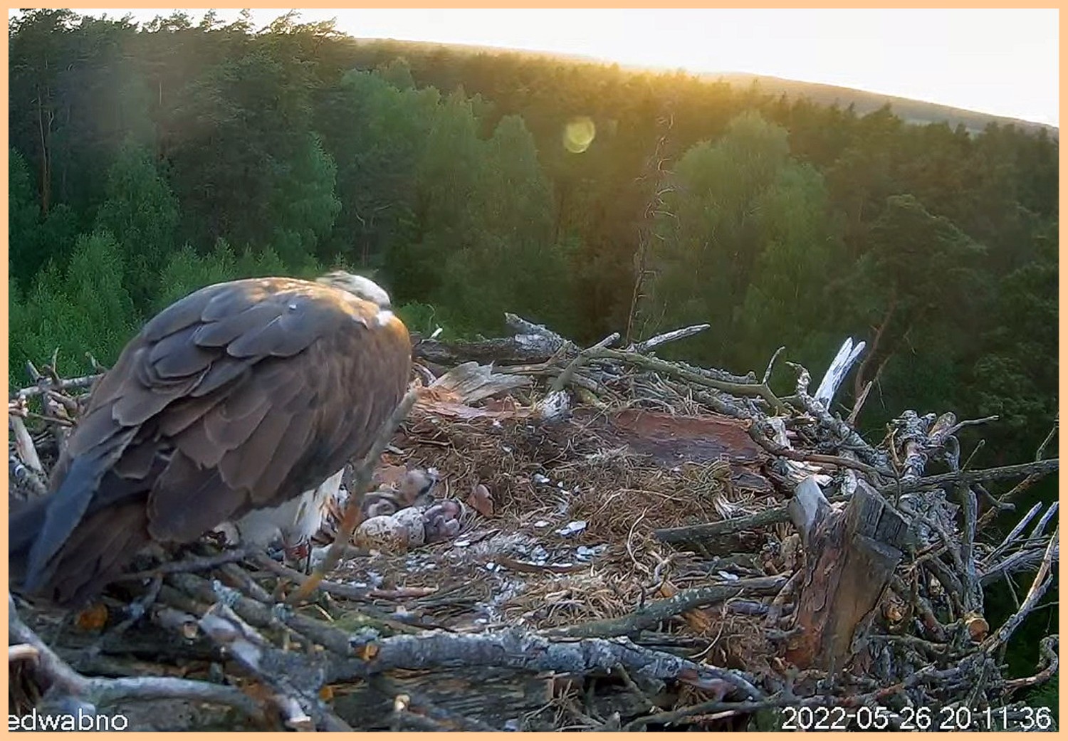 livebirdspoland_3d67a967651df928a7e4c264d80d7890.jpg