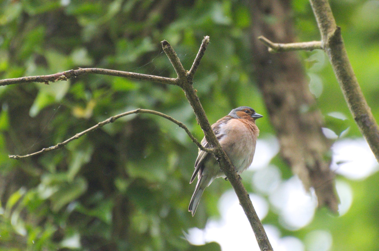 livebirdspoland_89e6b4ec5333a5ab9326969f37f19e8b.jpg