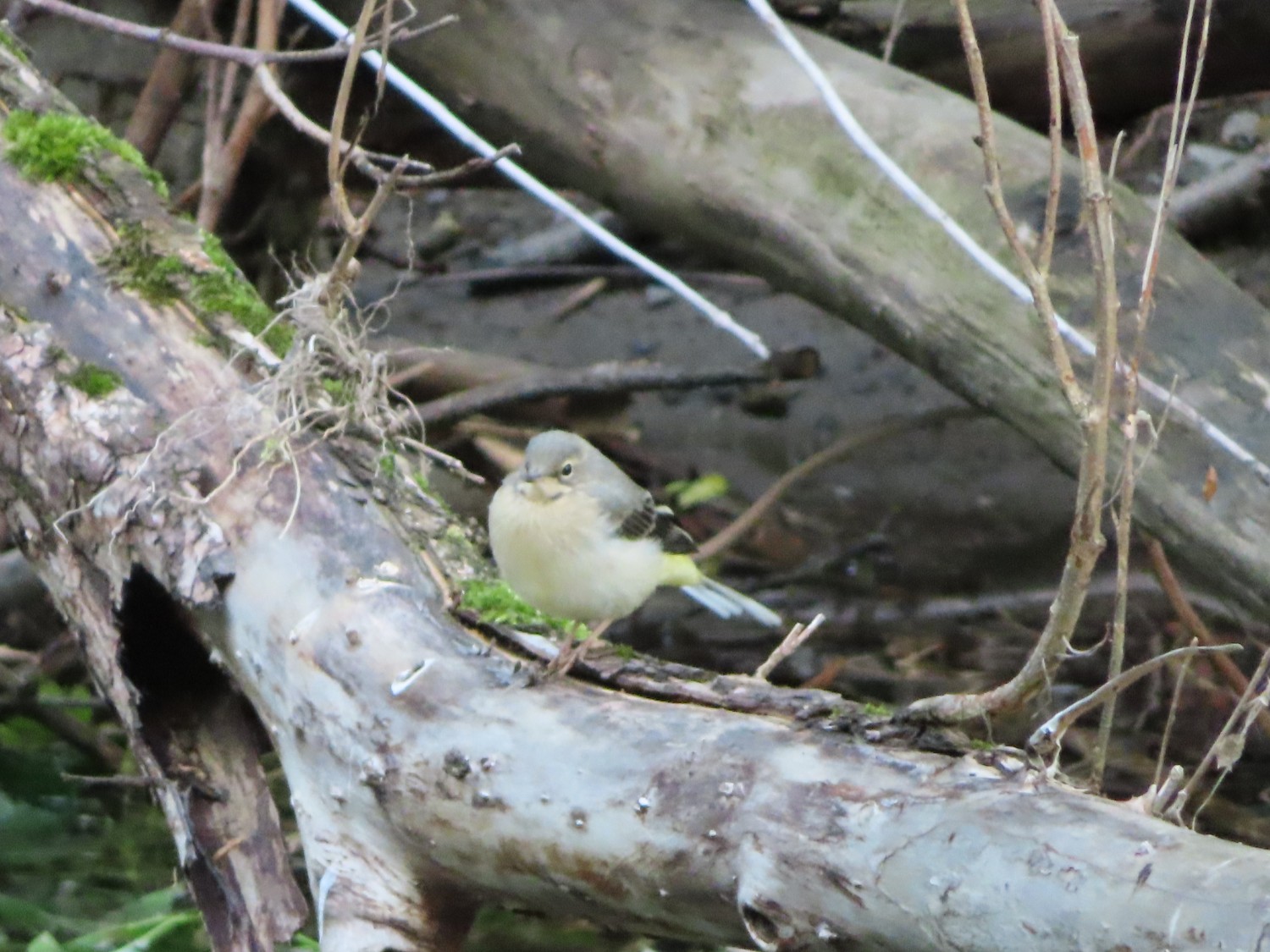 livebirdspoland_916084c6da50f617df9576a728d0a4a2.jpg