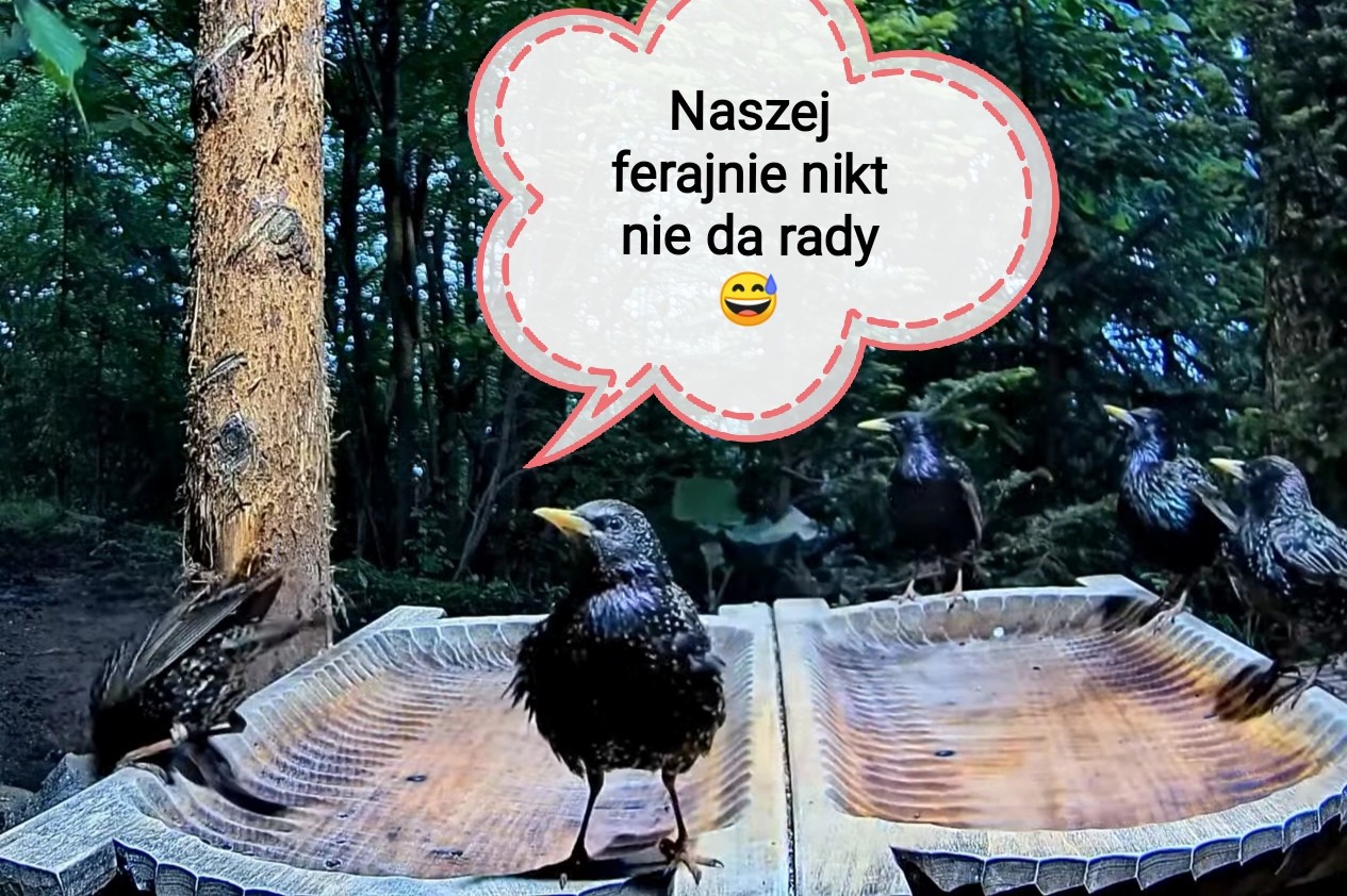 livebirdspoland_e1d1a28deeab892852854e206cd16555.jpg