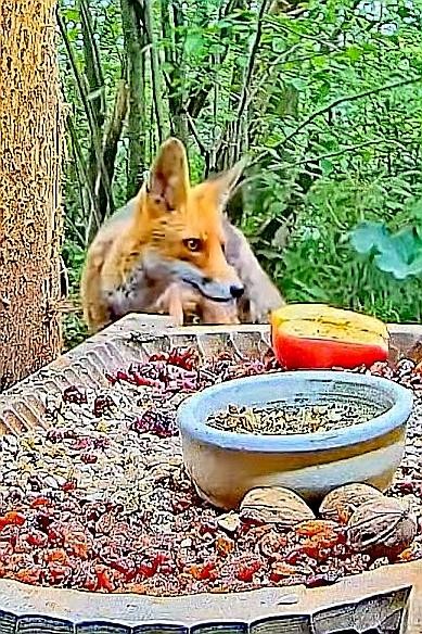 livebirdspoland_05ff04dd2c815de7232697d31afe5139.jpg