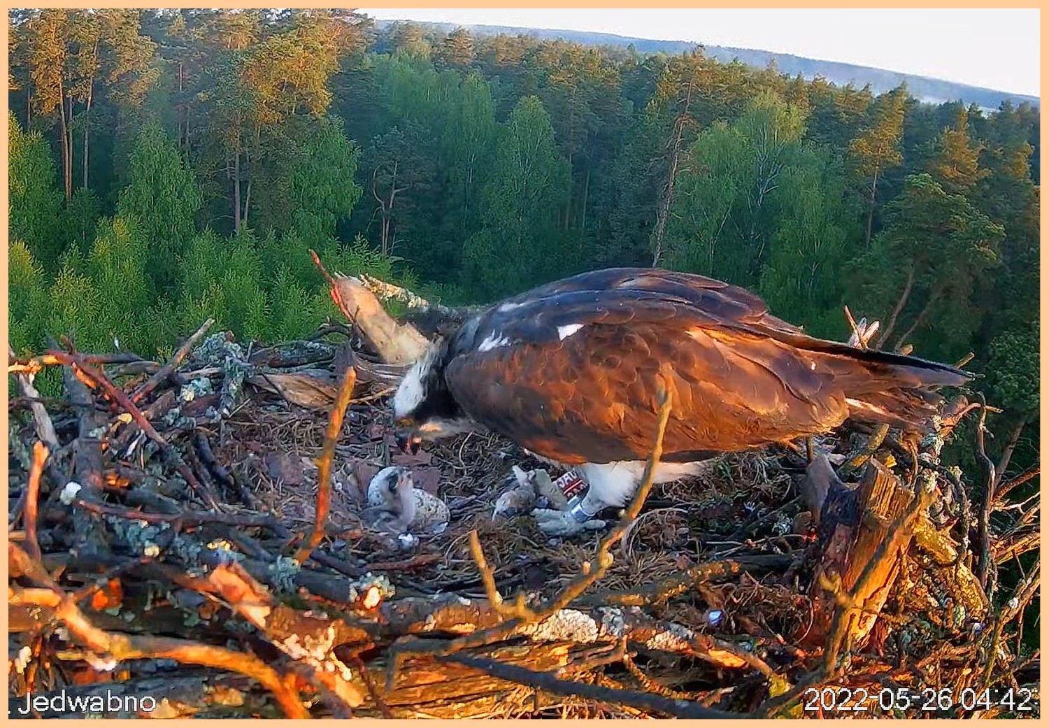 livebirdspoland_109dd8266aebac78d6eb7626b013ac29.jpg