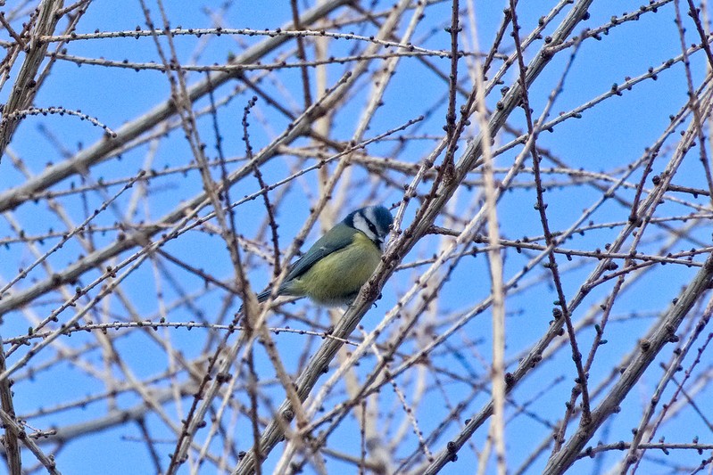 livebirdspoland_13a70fe9b4d24768e174380b62429363.jpg