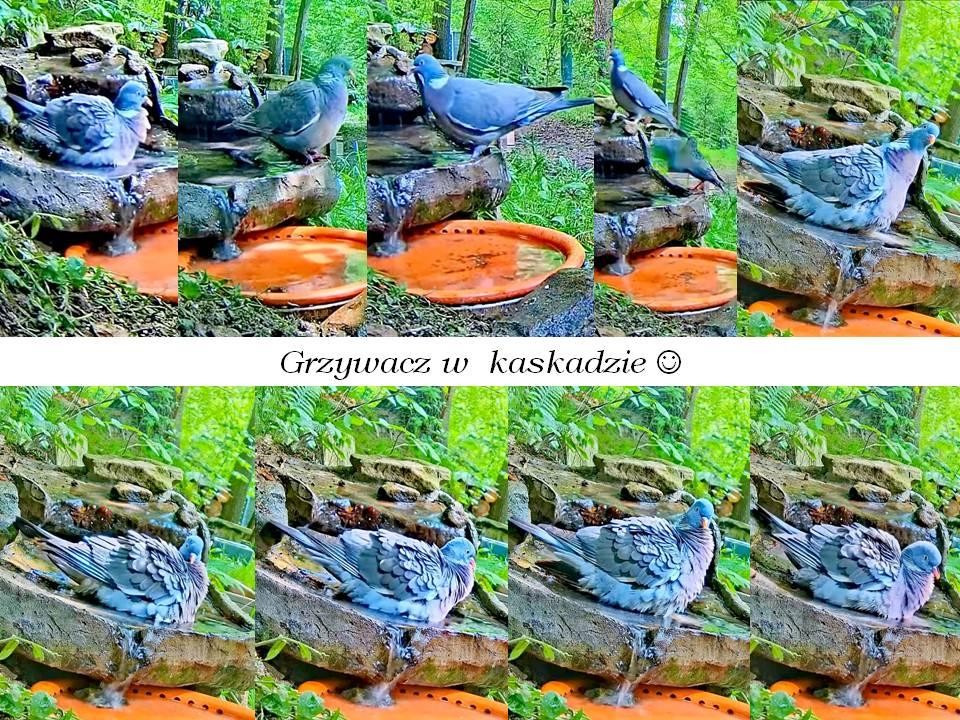livebirdspoland_3a7ff3d02f71e5fb66812631828b8671.jpg