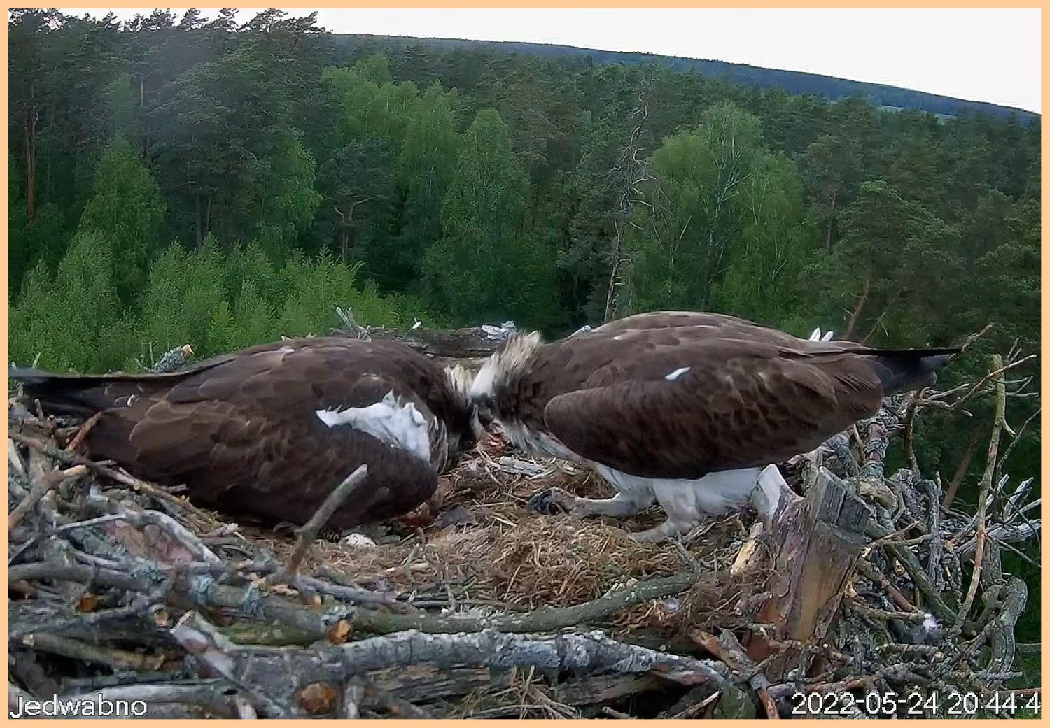 livebirdspoland_cc0604647710be547056c095b3d27f9c.jpg