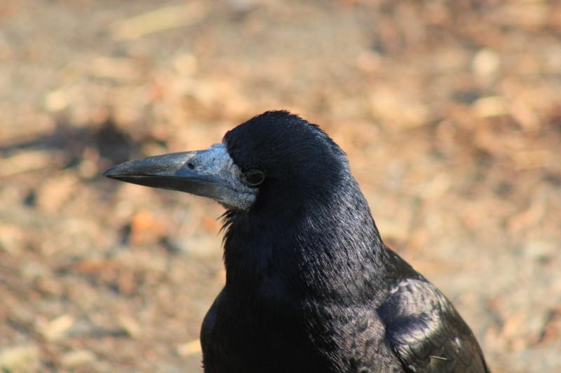 livebirdspoland_3474affa9e3456898662e7ffe344be23.png