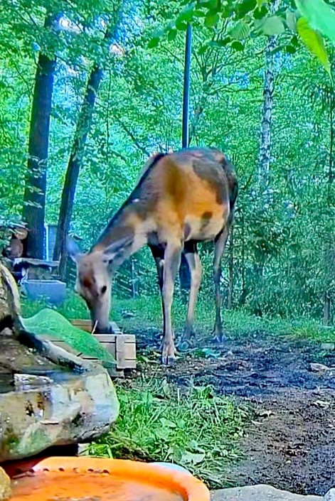 livebirdspoland_896c27858d3da5a53f6380230a8dfc89.jpg