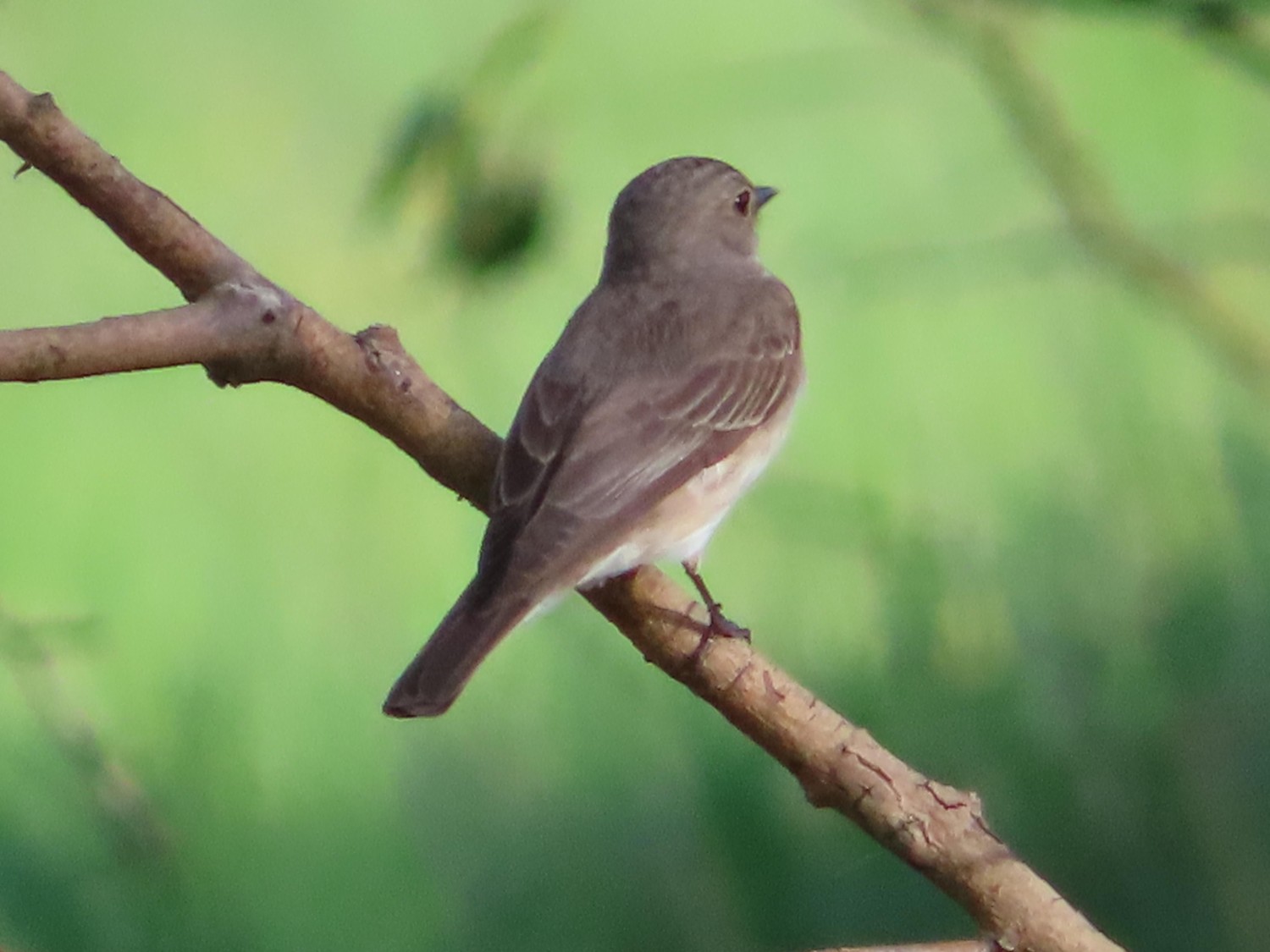 livebirdspoland_8dcf39925506c7dd12c792f00ab2cfd8.jpg