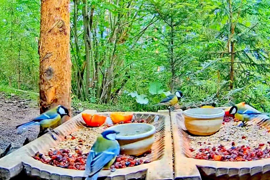 livebirdspoland_6fdfc6a6517eb172e55b360b190d8ed2.jpg