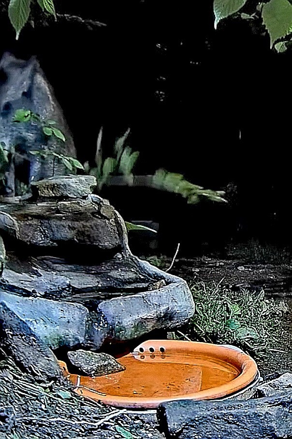 livebirdspoland_5e2bb93b6242246d9ec2f3e62d57244a.jpg