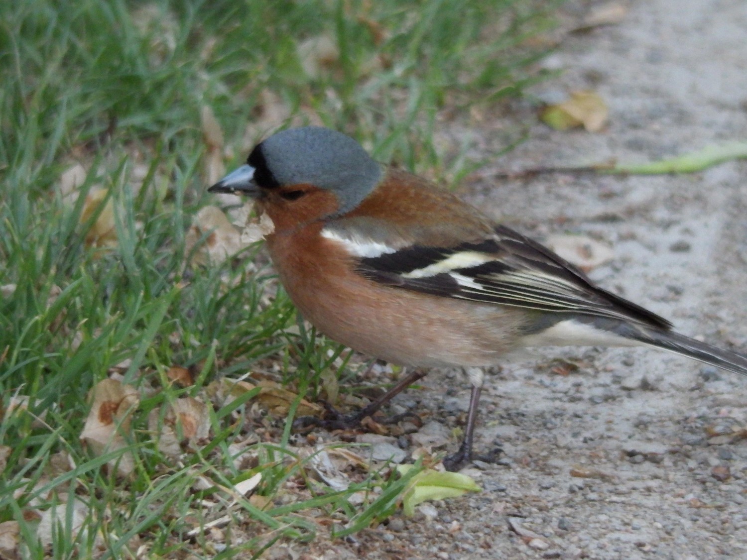 livebirdspoland_9866f4815f7159a651ccaa806b52349c.jpg