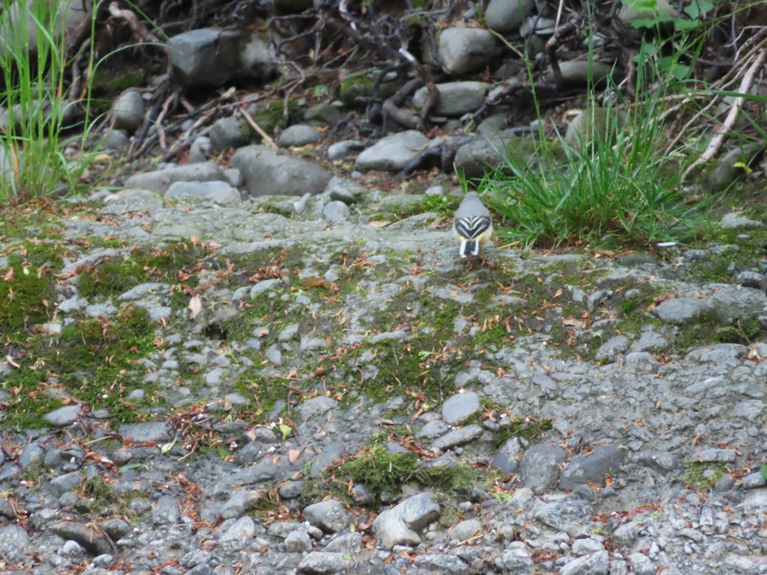 livebirdspoland_f9871edc05b07f1cde1a49190c8f9582.jpg