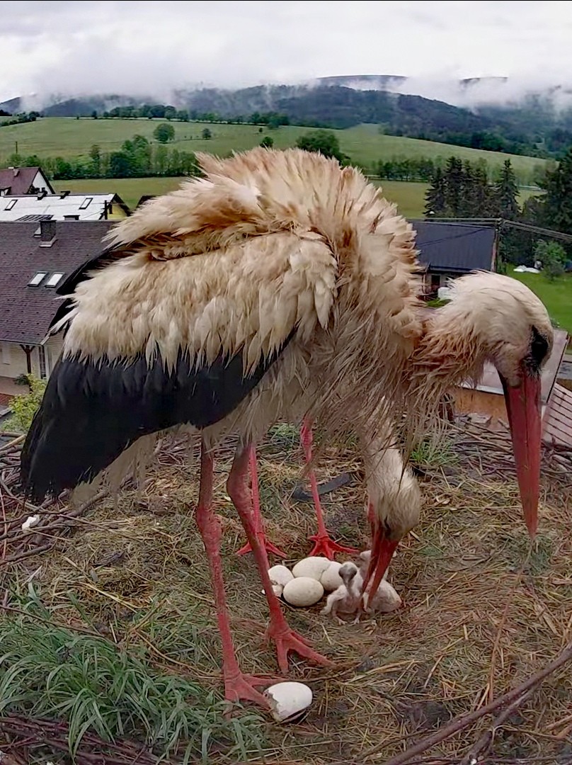 livebirdspoland_6146a0cff4b9a7104c2e6db37f81448d.jpg