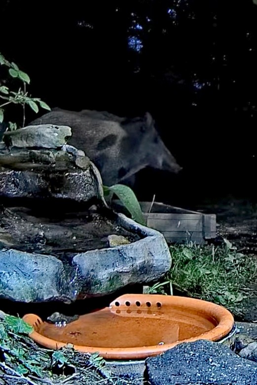 livebirdspoland_f1f76935d2bd89926e90ccc826660514.jpg