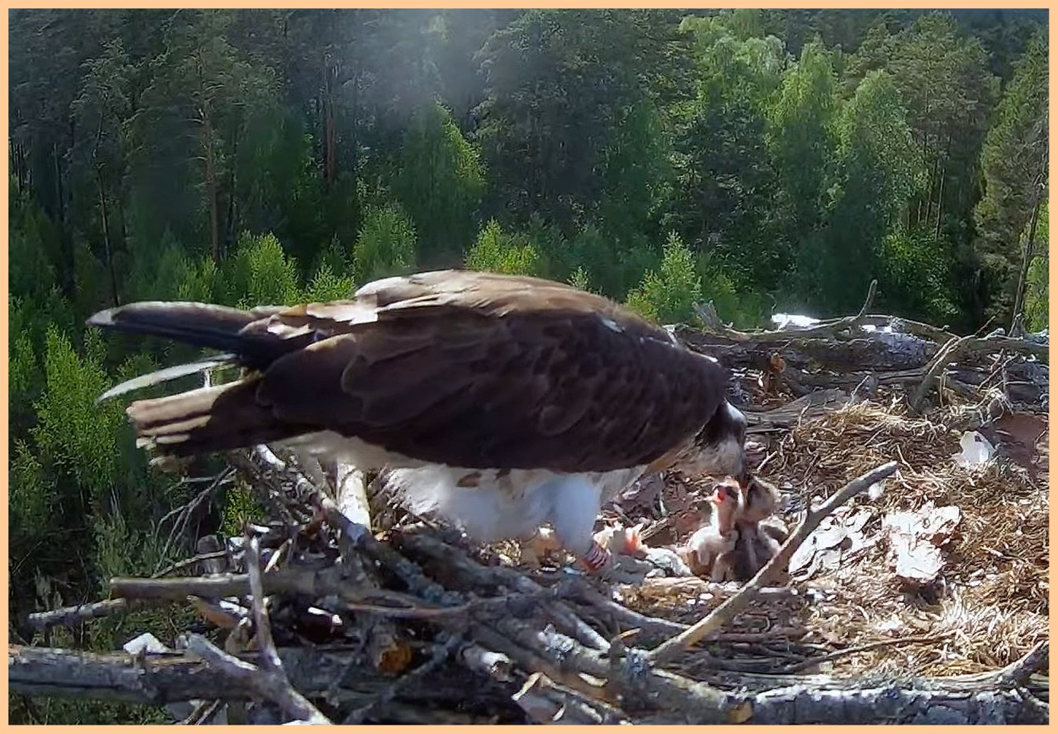 livebirdspoland_b4cd563338018ba49cef0bc08b6e4493.jpg