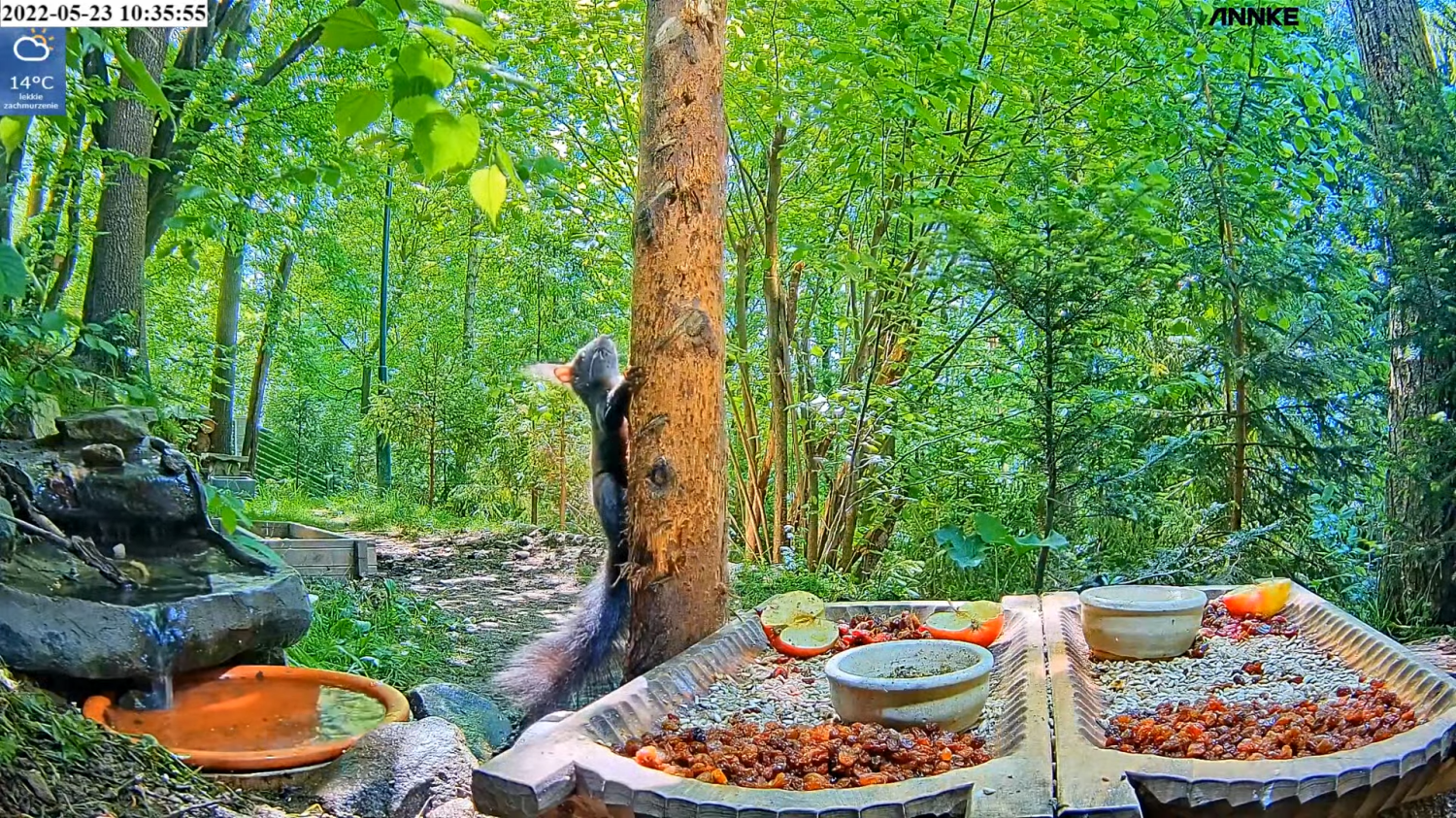livebirdspoland_cc1e613592d8932c1e9c708b3840bcac.png