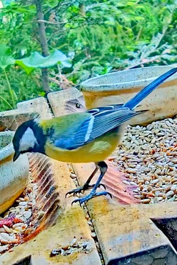 livebirdspoland_0cd0d01d608e98dddb1121a7a55ba8e7.jpg
