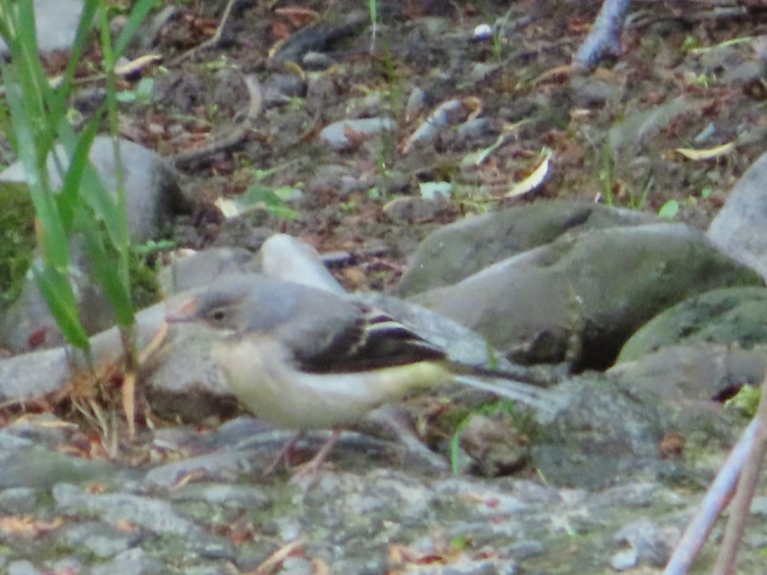 livebirdspoland_548c9ec7d1f5a2787c616de1ac09e721.jpg