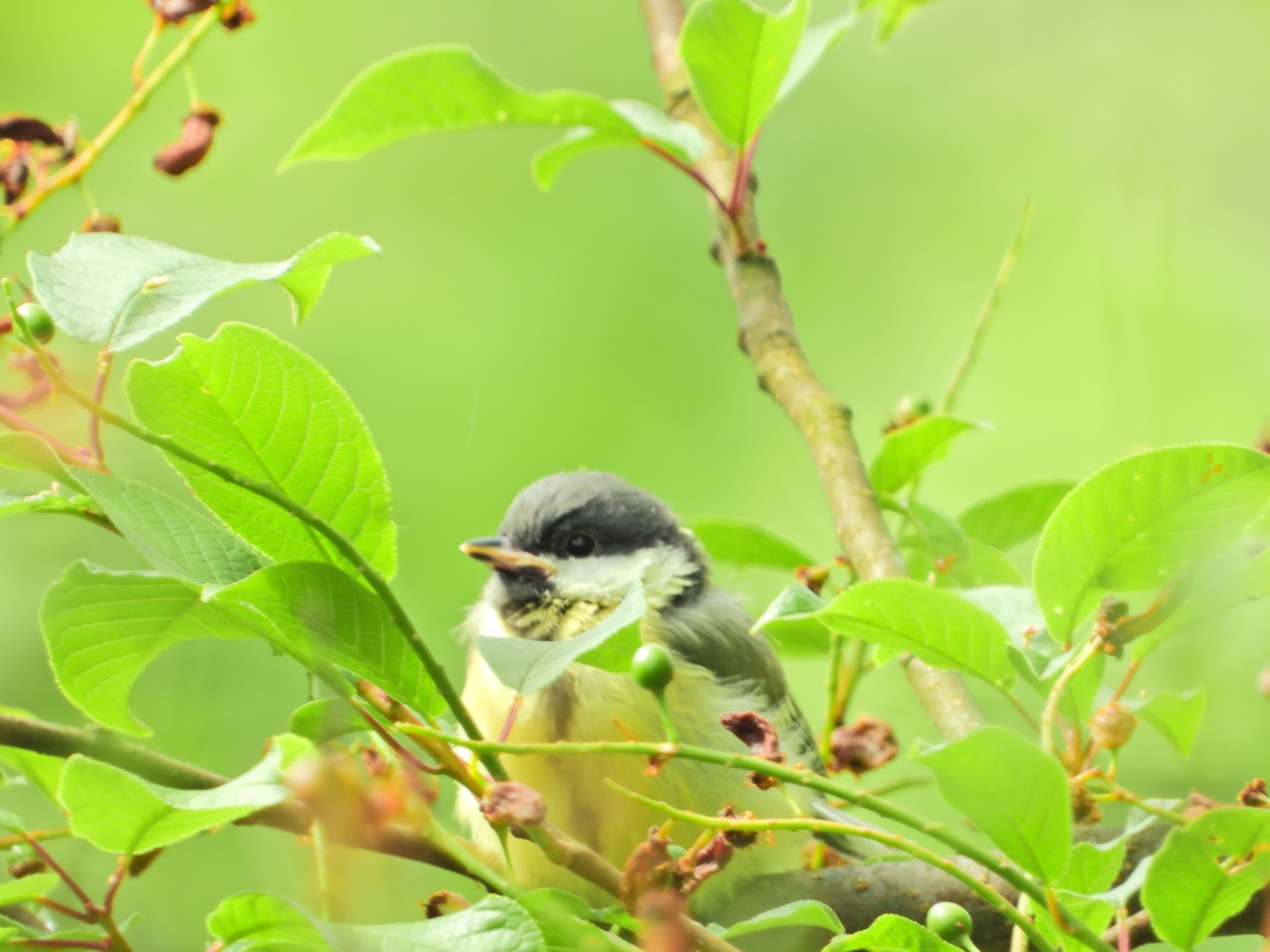 livebirdspoland_919fdd9c60fe5f4d90d1c5bc4dbe5f17.jpg