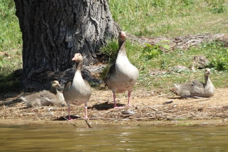 livebirdspoland_49fbb02d739f9f14ad779dc7ffcbf016.jpg
