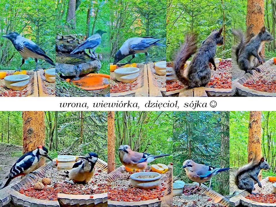 livebirdspoland_13f27bc7494f63540511001cdea7aada.jpg