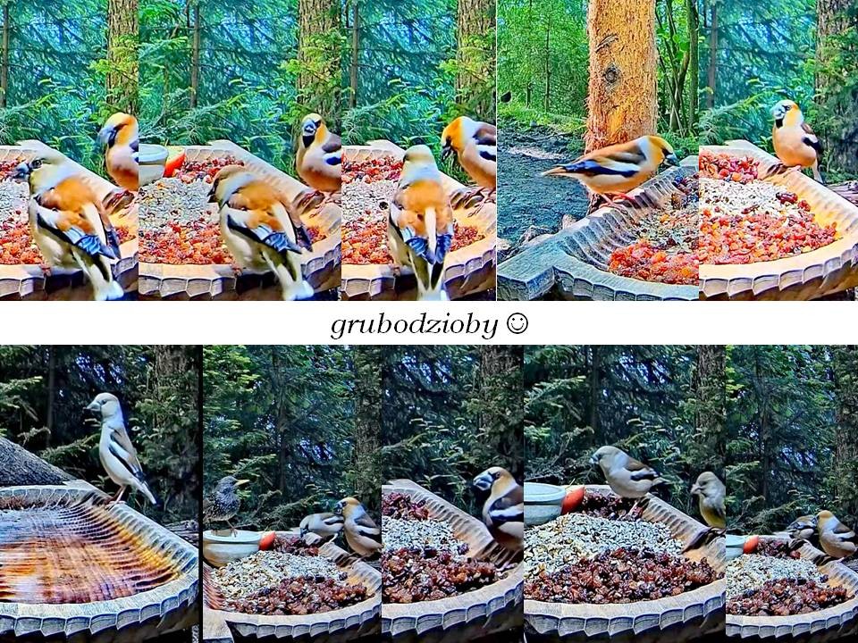 livebirdspoland_472b299cf3eeef5404d02d2a91d6e67e.jpg