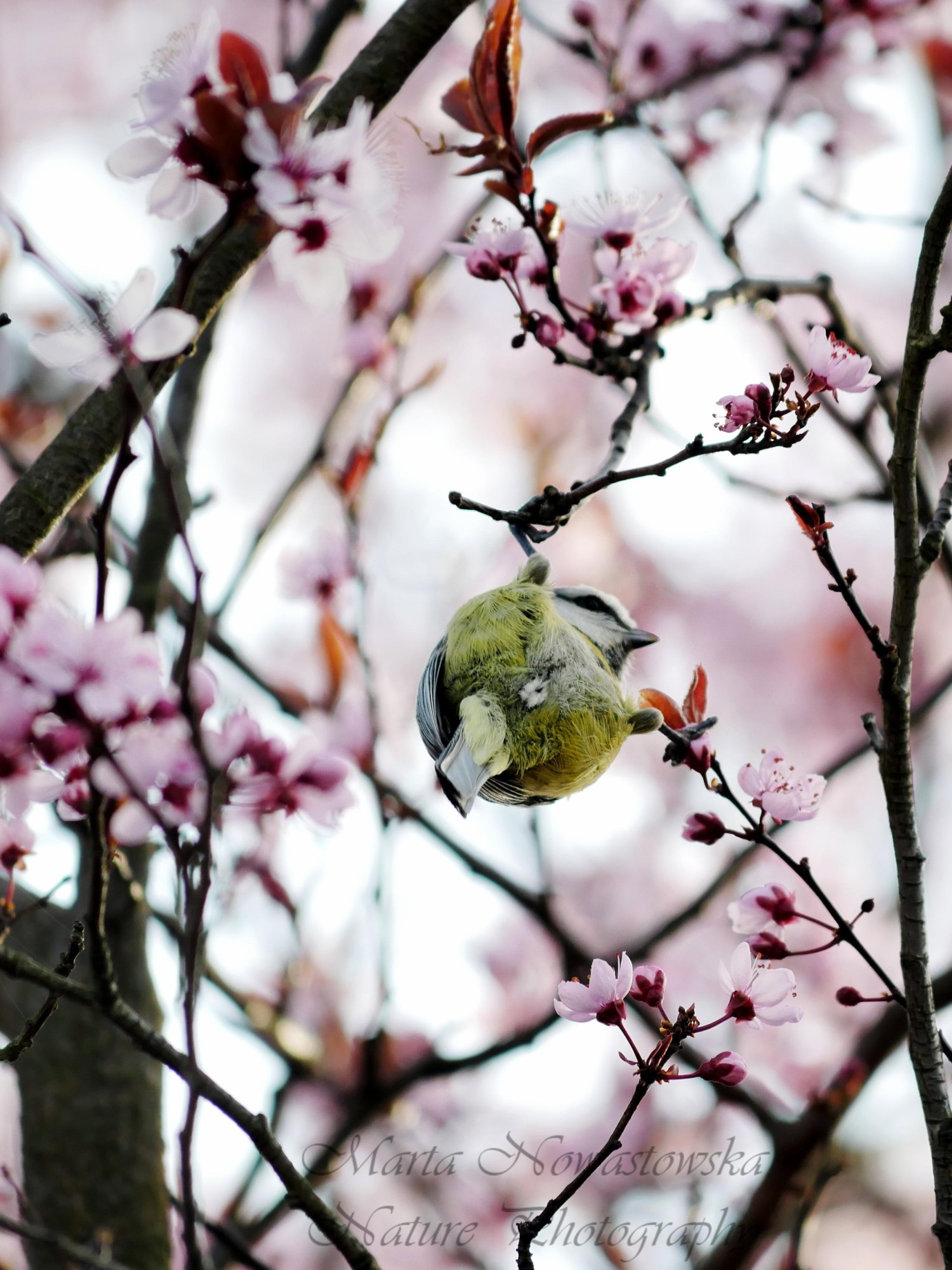 livebirdspoland_05cfc5ae7fa31d662a2b61bb7dfebcaa.jpg