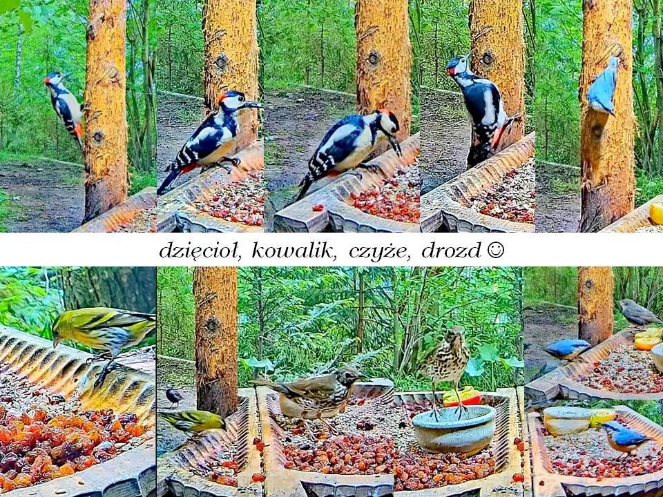 livebirdspoland_af8932d7eac0b7076a32c1cd47f24f46.jpg